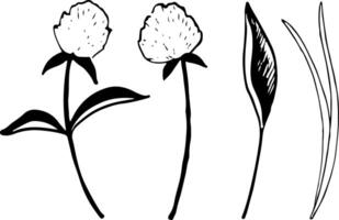 klöver blommor och fält gräs vektor illustration uppsättning. botanisk vild för vår och sommar rustik mönster