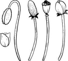 Mohn Knospe und Stiele, Blätter und Saat Box Vektor Illustration Satz. Wiese Wildblumen Sammlung zum Frühling Designs