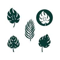 monstera blad illustration vektor