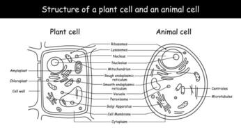 Vektor Illustration von das Pflanze und Tier Zelle Anatomie Struktur.