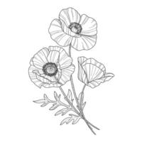 skiss av blomma botanik samling. ritningar av vallmo blommor. svart och vit teckning med linje konst på en vit bakgrund. hand dragen botanisk illustrationer. vektor
