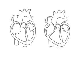 hjärta ventiler. fungera av de hjärta ventil. illustration i linjär stil vektor