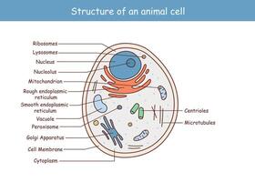 Vektor Illustration von das Tier Zelle Anatomie Struktur.