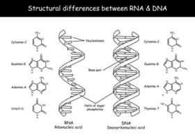 molekyl strukturera av dna och rna. infographic pedagogisk vektor illustration