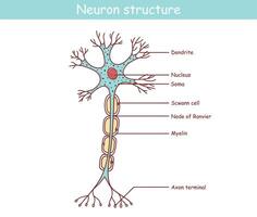 anatomisch Illustration von ein Neuron im Karikatur Stil vektor