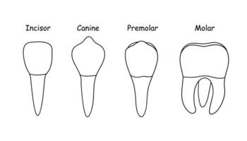 tänder typer mänsklig anatomi och ben vektor