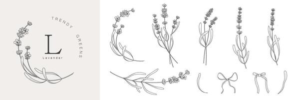 Lavendel Geäst. Hand gezeichnet botanisch Abbildungen im linear Stil. vektor