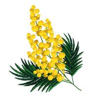 Frühling isoliert Gelb Mimose. Vektor Blume Clip Art zum Design, Gruß Karte und Banner, Planke, Flyer, Verkauf, Poster