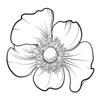 hand teckning av ett anemon blomma vektor illustration