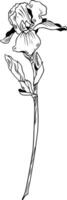 svart och vit översikt vektor teckning av iris blomma isolerat