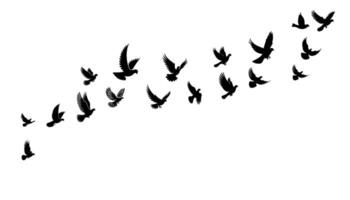 Taube Vögel oder Tauben Gruppe Flug Silhouette horizontal Vektor Illustration auf Weiß Hintergrund