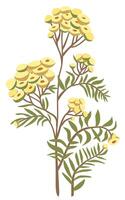 renfana blomma. vektor blommig isolerat illustration