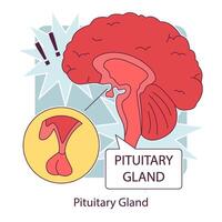 hypofys körtel anatomi. mänsklig endokrin systemet, hjärna och hypothalamus vektor