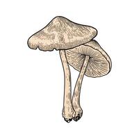hand dragen svamp vektor illustration
