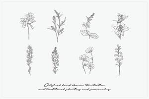 Hand gezeichnet botanisch Pflanze Sammlung Vektor Illustration