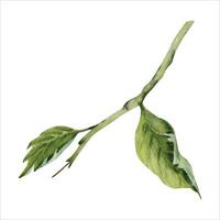 vattenfärg grön löv av hibiskus blomma. hand målad illustration av en små växt gren isolerat vektor. hibiskus te, blommig lövverk, delikat träd kvist, naturlig design element vektor