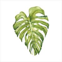 grön monstera blad. vattenfärg hand målad tropisk växt del. isolerat element på vit bakgrund. naturlig botanisk illustration. semester, Semester, exotisk blommig kort mönster, djungel grafik vektor