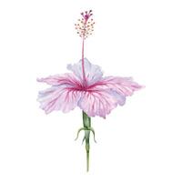 vattenfärg rosa och vit hibiskus blomma. hand målad blomma isolerat vektor. realistisk delikat blommig element. hibiskus te, sirap, kosmetika, skönhet, mode grafik och mönster vektor