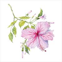 vattenfärg rosa hibiskus blomma på grön gren. hand målad blomma isolerat på vit bakgrund. realistisk delikat blommig element. hibiskus te, sirap, kosmetika, skönhet, mode grafik, mönster vektor