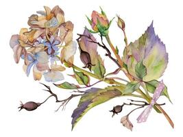 hand dragen vattenfärg illustration sjaskig boho botanisk blommor löv. reste sig höft hortensia hortensia bär grenar bukett rosett. sammansättning isolerat på vit bakgrund. design bröllop, kärlek kort vektor