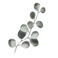 grön kvist av eukalyptus. vattenfärg illustration. isolerat objekt vektor