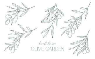 Olive Ast auf Weiß Hintergrund Vektor Illustration. Oliven Linie Zeichnung. schwarz und Weiß Olive Geäst. Blumen- Linie Kunst. fein Linie Oliven Illustration. Hand gezeichnet Olive. Hochzeit Einladung Grün