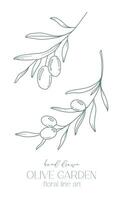 oliv gren på vit bakgrund vektor illustration. oliver linje teckning. svart och vit oliv grenar. blommig linje konst. bra linje oliver illustration. hand dragen oliv. bröllop inbjudan grönska