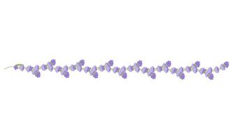 dekorativ Rand von Lavendel Blumen zum Ihre Design. Vektor Illustration isoliert auf Weiß Hintergrund.