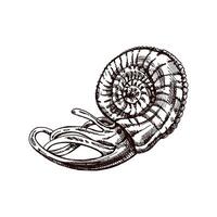 handgemalt skizzieren von Nautilus Molluske im ein Hülse, Muschel, Muschel. Jakobsmuschel Meer Hülse, skizzieren Stil Vektor Illustration isoliert auf Weiß Hintergrund.