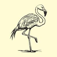 Flamingo Vektor Kunst und Grafik