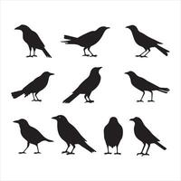 en svart silhuett kråka fågel uppsättning vektor