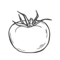 Tomate. Hand gezeichnet skizzieren Symbole von Gemüse. isoliert Vektor Illustration im Gekritzel Linie Stil.