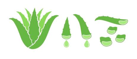 aloe vera växt, löv och skivor. platt vektor illustration isolerat på vit.