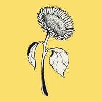 Sonnenblume auf ein Gelb Hintergrund. realistisch, handgemalt Illustration auf ein Gelb Hintergrund. vektor