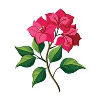 Bougainvillea Blume Illustration auf Weiß Hintergrund vektor