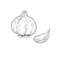 Knoblauch Wurzel Pflanze. Hand gezeichnet skizzieren Vektor Illustration isoliert auf Weiß.