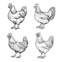 uppsättning av svart kyckling krita vektor illustration begrepp. minimalistisk linje konst mall.