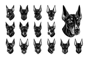 ai generiert Vorderseite Aussicht von Dobermann Hund Gesicht Kopf Design Vektor einstellen