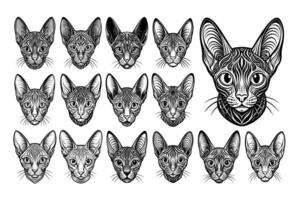 ai generiert Porträt von Gravur Devon rex Katze Kopf Illustration Design einstellen vektor