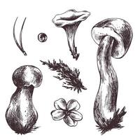 en uppsättning av skog svamp, boletus, kantareller och blåbär, lingon, kvistar, kottar, löv. grafisk botanisk illustration hand dragen i brun bläck. för höst festival. uppsättning av element. vektor