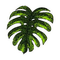 Silhouette Monstera Blatt skizzieren Hand gezeichnet Vektor