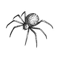 Spinne skizzieren Hand gezeichnet Vektor