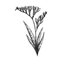 botanisch Freesie skizzieren Hand gezeichnet Vektor