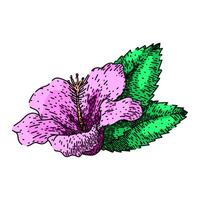 blomma hibiskus skiss hand dragen vektor