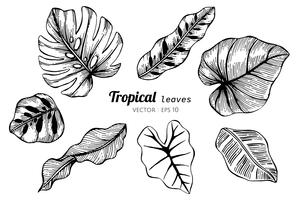 Samlingsuppsättning Tropiska löv ritning illustration. vektor