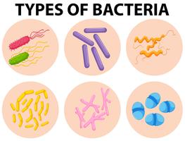 Verschiedene Arten von Bakterien vektor