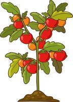 Vektor Illustration von Tomate Pflanze isoliert auf Weiß Hintergrund