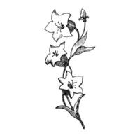 Glockenblume Vektor Zeichnung. Hand gezeichnet Illustration von Glockenblume Blume im Gliederung Stil auf isoliert Hintergrund. Blumen- skizzieren im Weiß im schwarz einfarbig Farben.