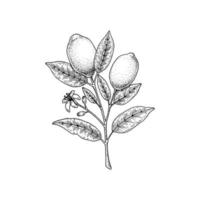 handgezeichneter Zitronenzweig isoliert auf weißem Hintergrund. Vektorillustration im Skizzenstil. Pflanze zur Stärkung der Immunität vektor