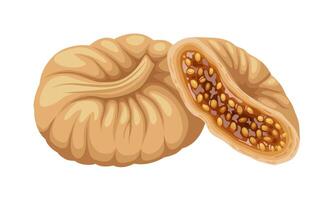 Vektor Illustration, getrocknet Feigen, isoliert auf Weiß Hintergrund.